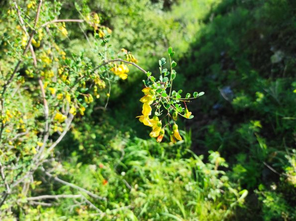 IMG_20220514_094241 (Large)