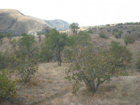 Pistachio and Almond Forestry above Ayi Dere