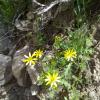 Weeds in Blossom Apr-May 002