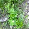 Weeds in Blossom Apr-May 003