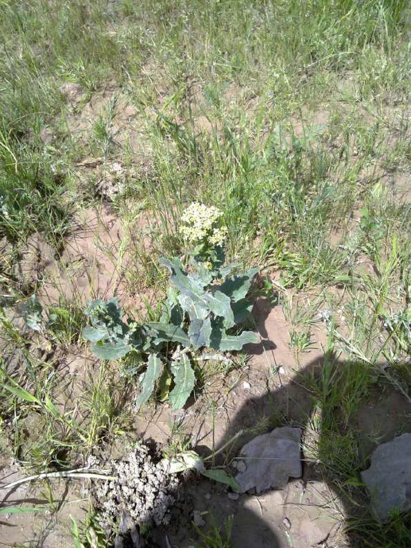 Weeds in Blossom Apr-May 004