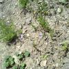 Weeds in Blossom Apr-May 006