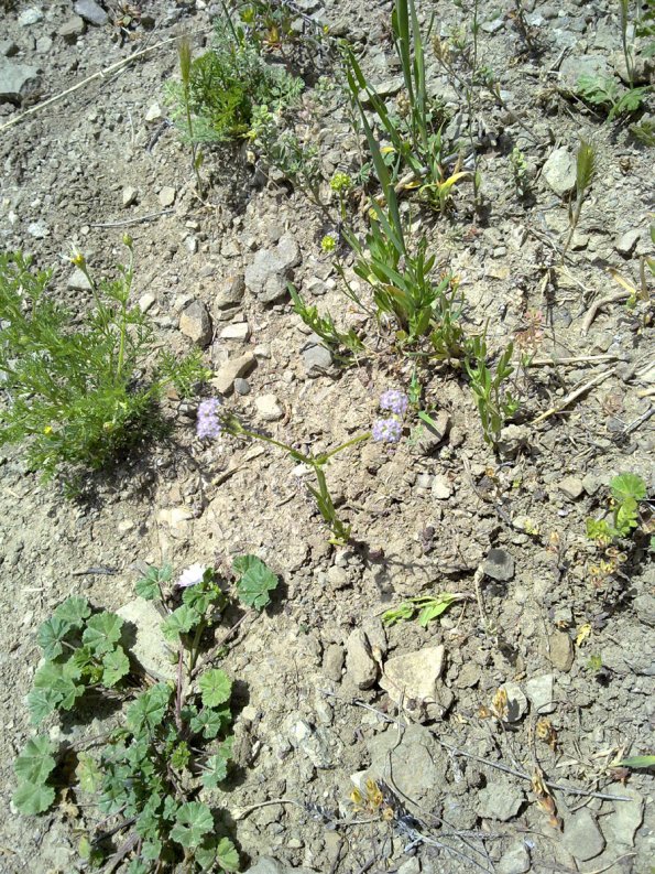 Weeds in Blossom Apr-May 006