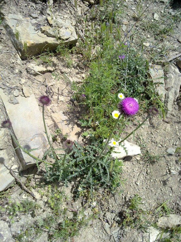 Weeds in Blossom Apr-May 007