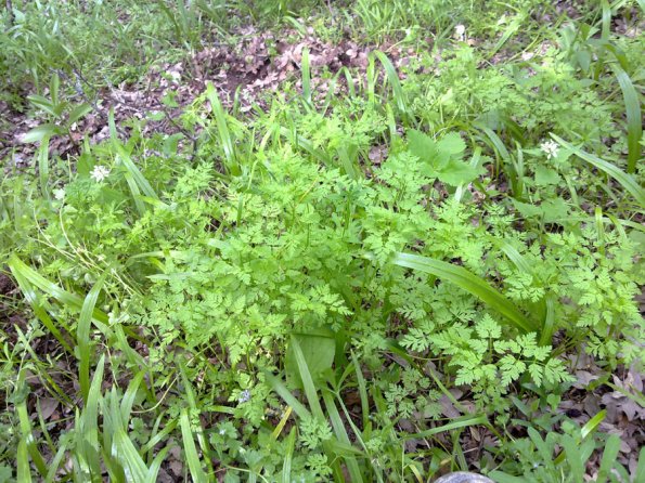 Weeds in Blossom Apr-May 008