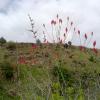 Weeds in Blossom Apr-May 013