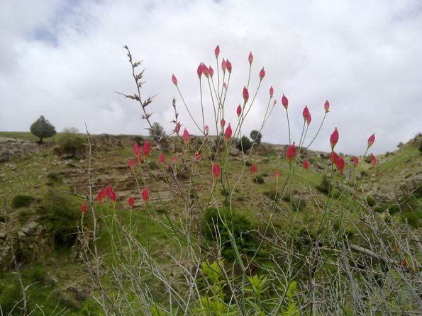 Weeds in Blossom Apr-May 013