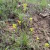 Weeds in Blossom Apr-May 014