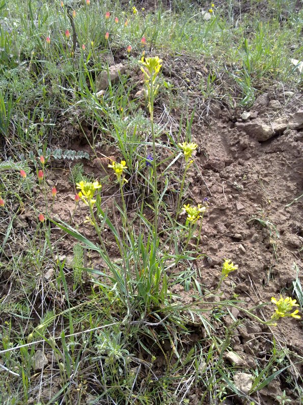 Weeds in Blossom Apr-May 014