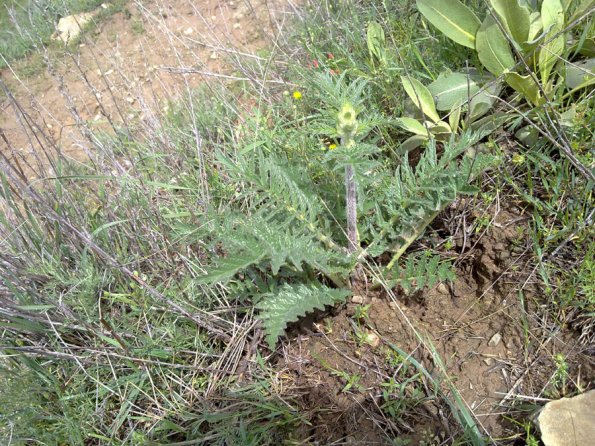 Weeds in Blossom Apr-May 015