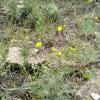 Weeds in Blossom Apr-May 016