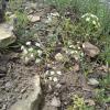Weeds in Blossom Apr-May 017