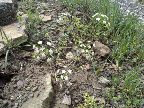 Weeds in Blossom Apr-May 017