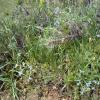 Weeds in Blossom Apr-May 018