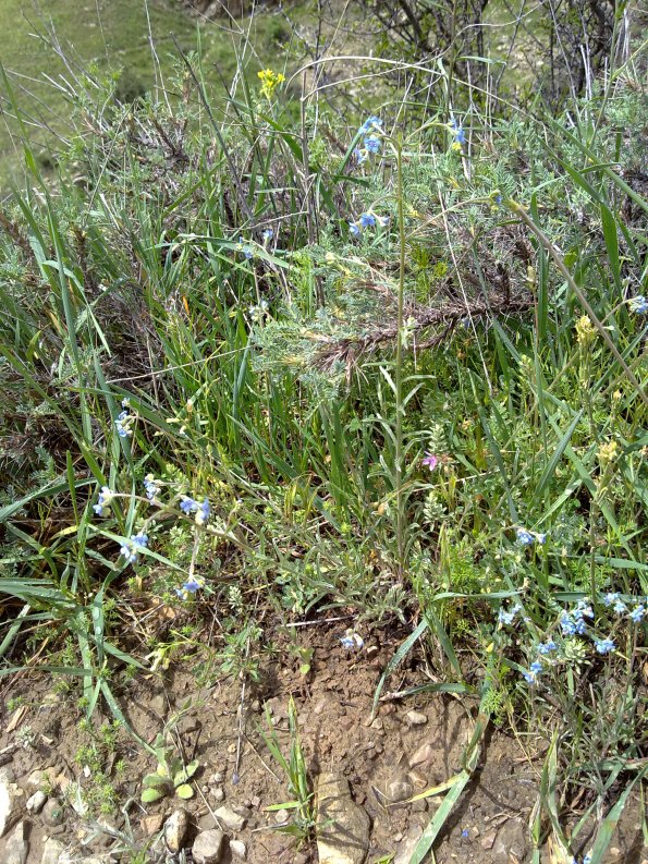 Weeds in Blossom Apr-May 018
