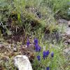Weeds in Blossom Apr-May 019