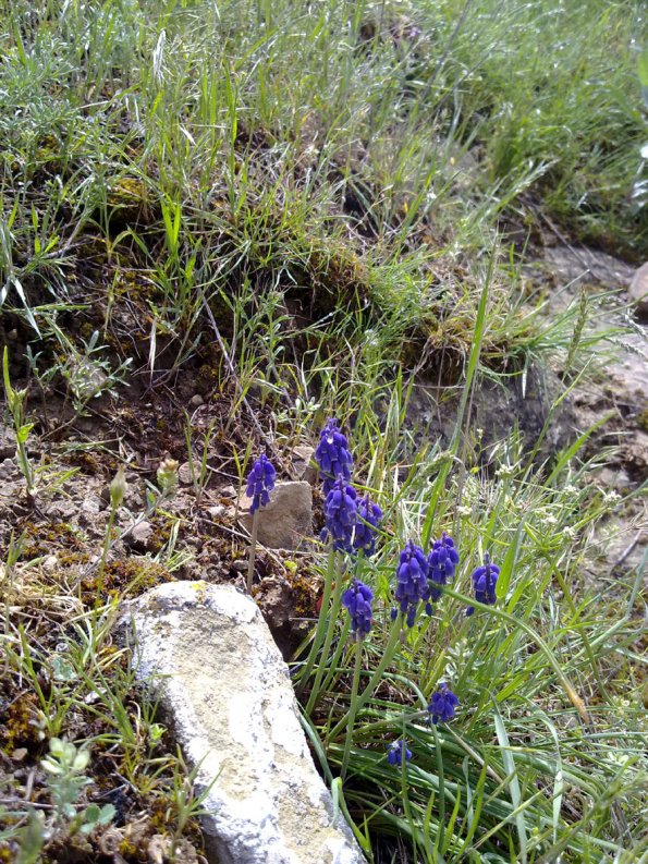 Weeds in Blossom Apr-May 019