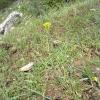 Weeds in Blossom Apr-May 020