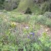 Weeds in Blossom Apr-May 021