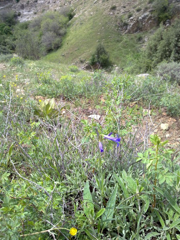 Weeds in Blossom Apr-May 021