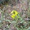 Weeds in Blossom Apr-May 022