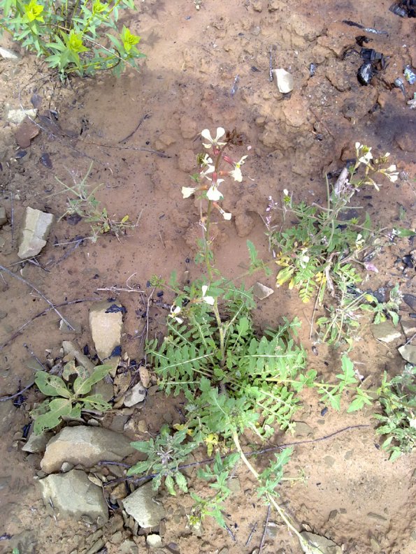 Weeds in Blossom Apr-May 023