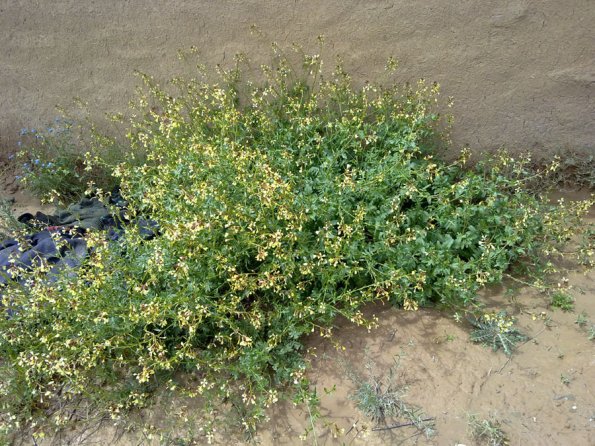 Weeds in Blossom Apr-May 024