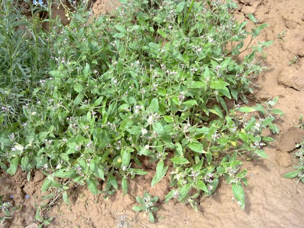 Weeds in Blossom Apr-May 025