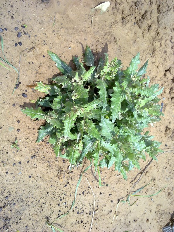 Weeds in Blossom Apr-May 026