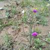 Weeds in Blossom Apr-May 028