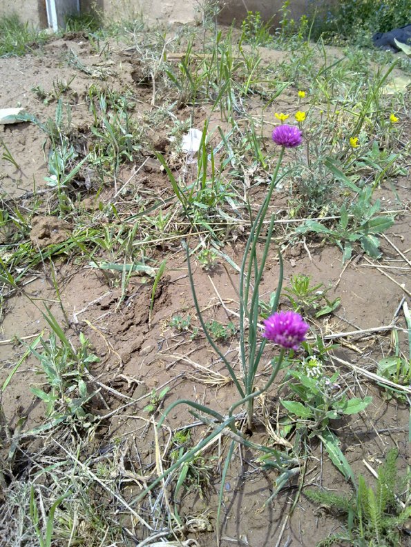 Weeds in Blossom Apr-May 028