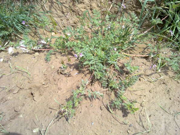 Weeds in Blossom Apr-May 032