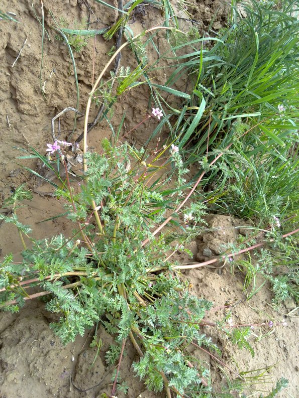Weeds in Blossom Apr-May 035