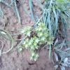 Weeds in Blossom Apr-May 036