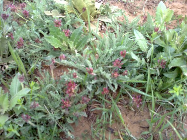 Weeds in Blossom Apr-May 037