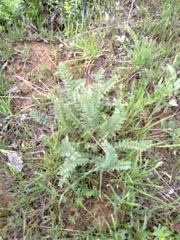 Weeds in Blossom Apr-May 039