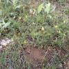 Weeds in Blossom Apr-May 042