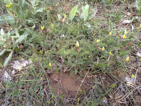 Weeds in Blossom Apr-May 042