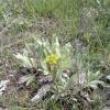 Weeds in Blossom Apr-May 044