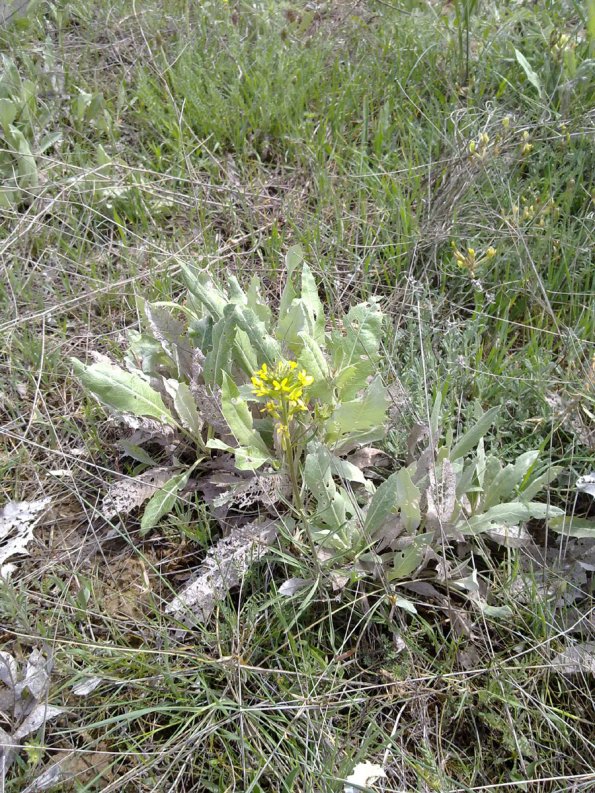 Weeds in Blossom Apr-May 044