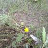 Weeds in Blossom Apr-May 045