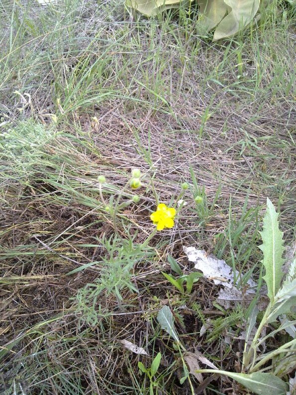 Weeds in Blossom Apr-May 045