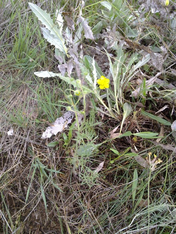 Weeds in Blossom Apr-May 046