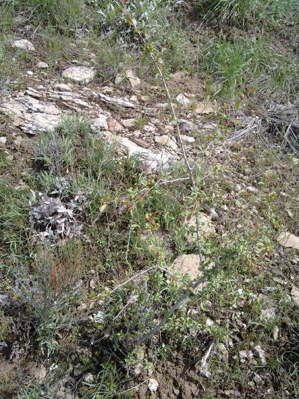 Weeds in Blossom Apr-May 048