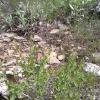 Weeds in Blossom Apr-May 050