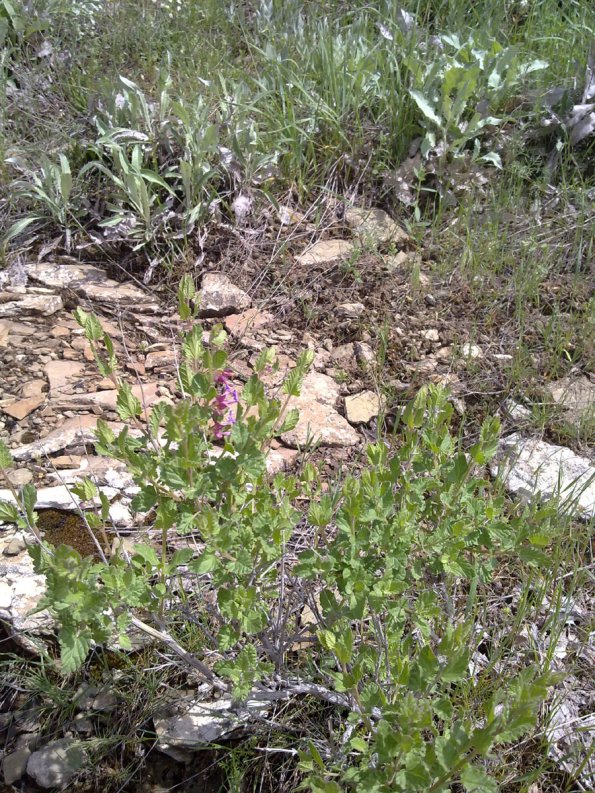 Weeds in Blossom Apr-May 050