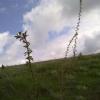 Weeds in Blossom Apr-May 054