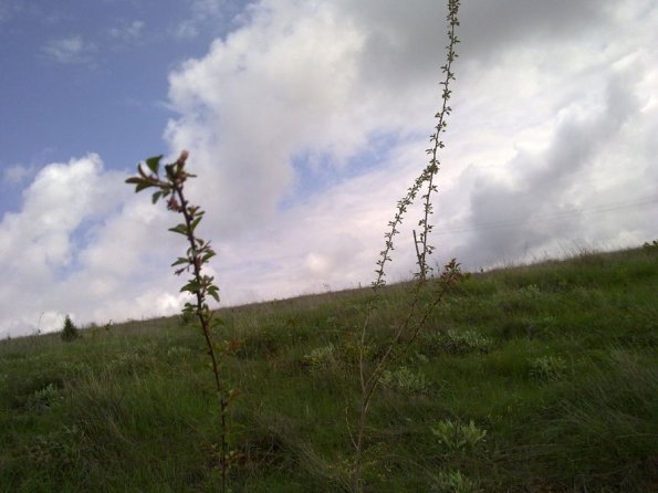 Weeds in Blossom Apr-May 054