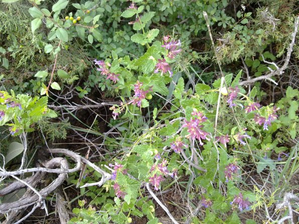Weeds in Blossom Apr-May 058