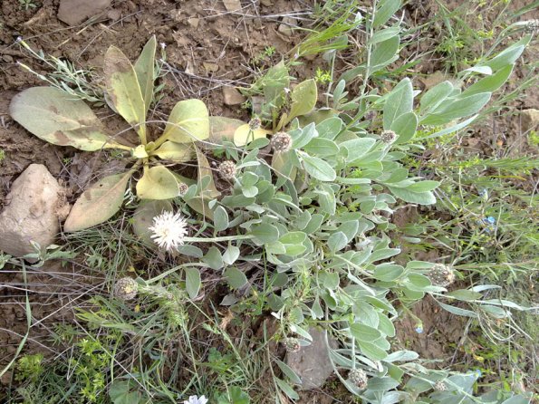 Weeds in Blossom Apr-May 073